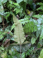 Stegnogramma wilfordii