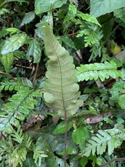 Stegnogramma wilfordii