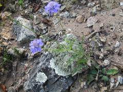Scabiosa lachnophylla