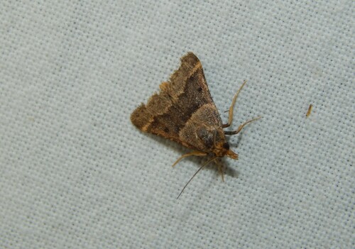 Aglossa aglossalis