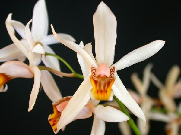 Coelogyne viscosa (Coelogyne viscosa)