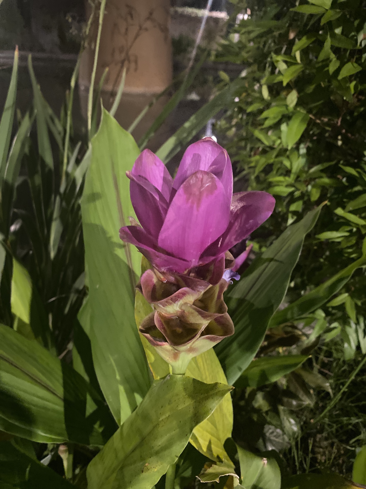 Imagem de Tulipa-do-siam