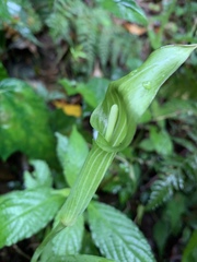 Arisaema consanguineum