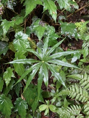 Arisaema consanguineum