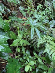 Arisaema consanguineum