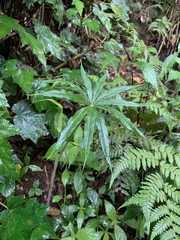 Arisaema consanguineum
