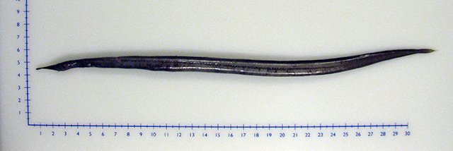 Eendenbekaal (Nessorhamphus ingolfianus) — Derichthyidae