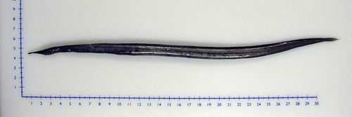Duckbill oceanic eel (Nessorhamphus ingolfianus) — Derichthyidae