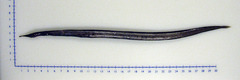Spoonbill Eel photo 1