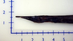 Spoonbill Eel photo 2