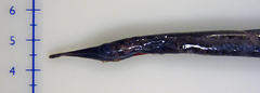 Spoonbill Eel photo 3