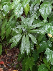 Arisaema heterophyllum