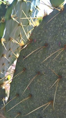 Hesperolabops gelastops