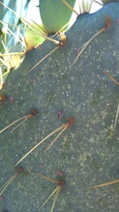 Hesperolabops gelastops