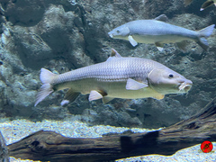 Southern Iberian Barbel photo 1