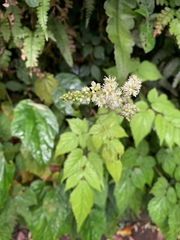 Astilbe longicarpa