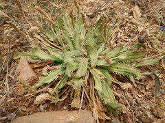 Plantago serraria