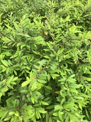 Phyllanthus myrtifolius