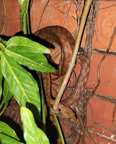 Brown Tree Snake sighting