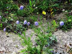 Scabiosa lachnophylla