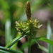 Carex demissa cedercreutzii - Photo (c) Konrad and Roland Greinwald, some rights reserved (CC BY-NC), uploaded by Konrad and Roland Greinwald