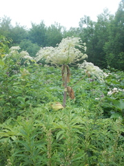 Angelica ursina