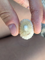 Scutellastra peronii