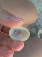 Scutellastra peronii