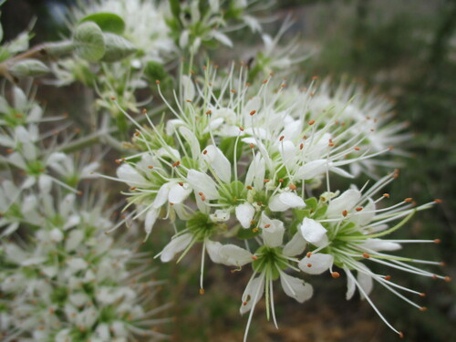 Image of Combretum mossambicense by no rights reserved