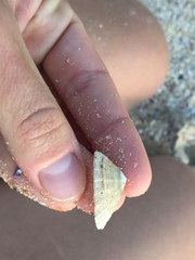 Scutellastra peronii