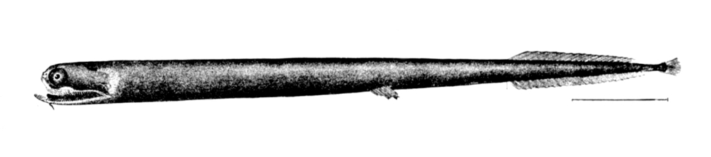 Scaleless Dragonfish