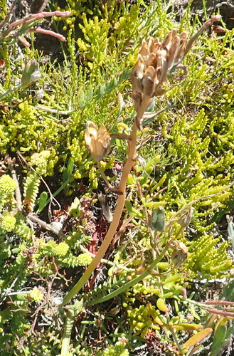 Albuca cooperi
