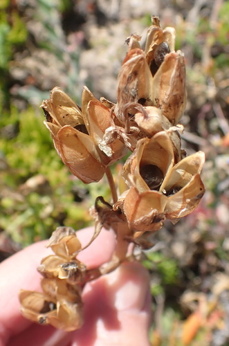 Albuca cooperi