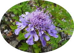 Scabiosa lachnophylla