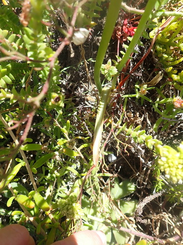 Albuca cooperi