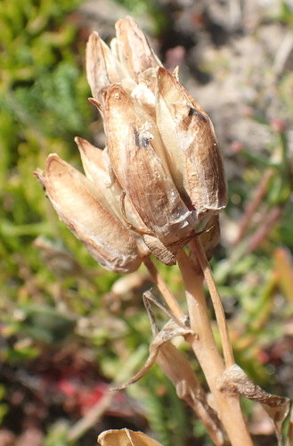 Albuca cooperi