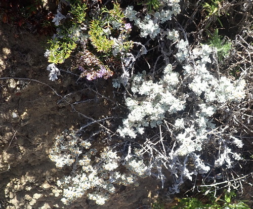 Image of Helichrysum litorale by (c) Nicola van Berkel, some rights reserved (CC BY-SA)