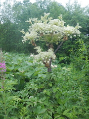 Angelica ursina
