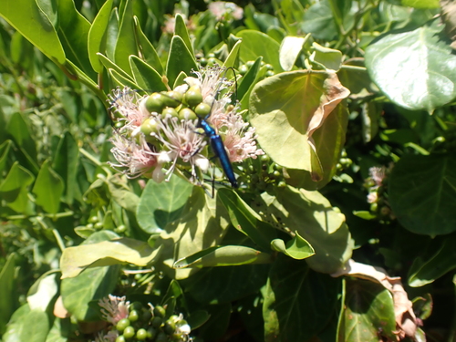 Image of Capparis sepiaria by (c) Nicola van Berkel, some rights reserved (CC BY-SA)