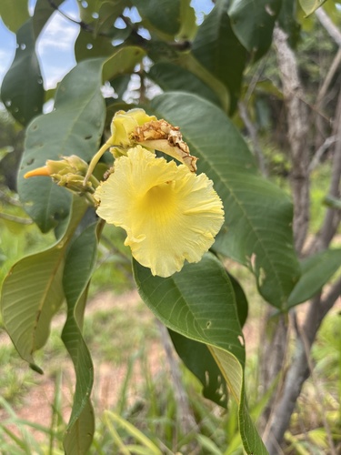 Qualea grandiflora (Qualea grandiflora)