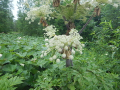 Angelica ursina