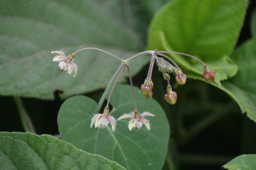 Trellis-vine