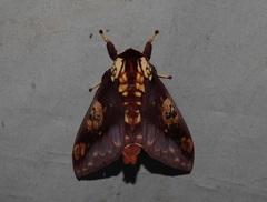 Citheronia phoronea
