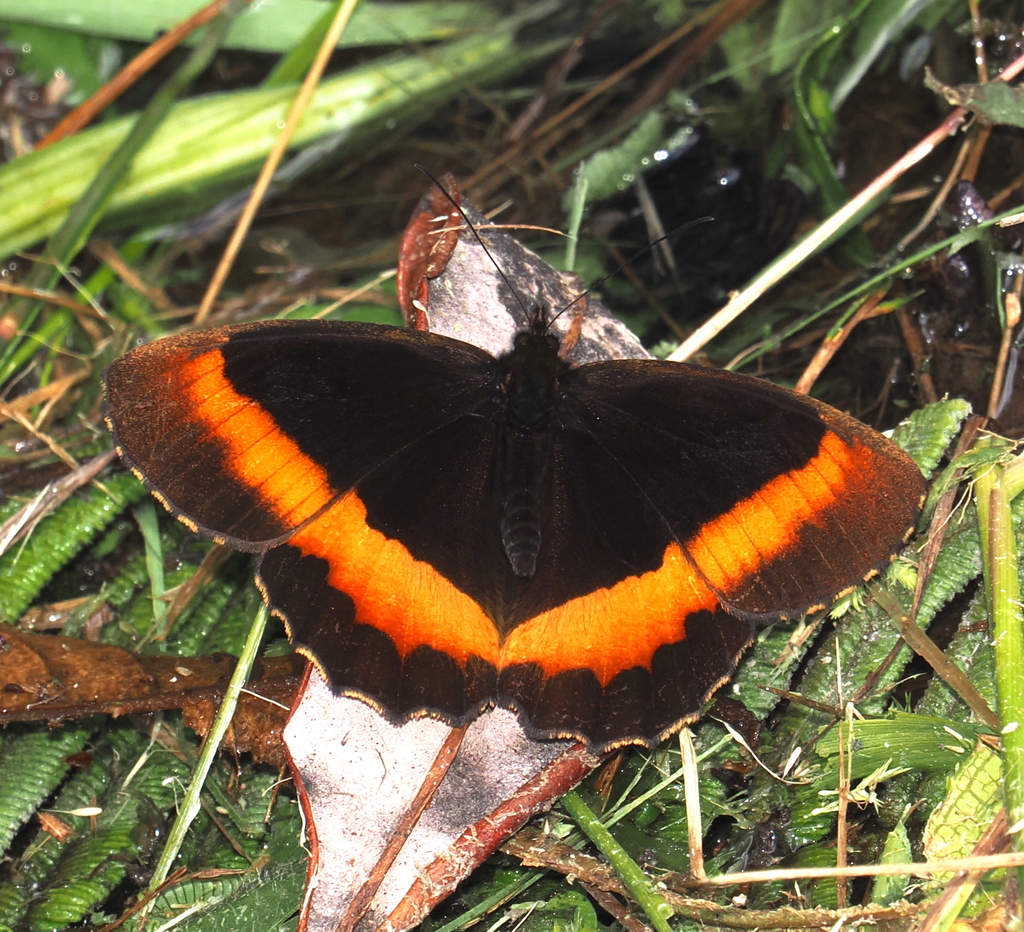 Pedaliodes wilhelmi
