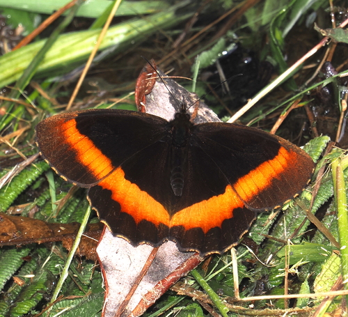 Pedaliodes wilhelmi