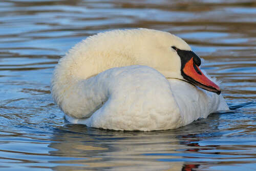 Cisne vulgar (Cygnus olor)