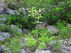 Philadelphus tenuifolius