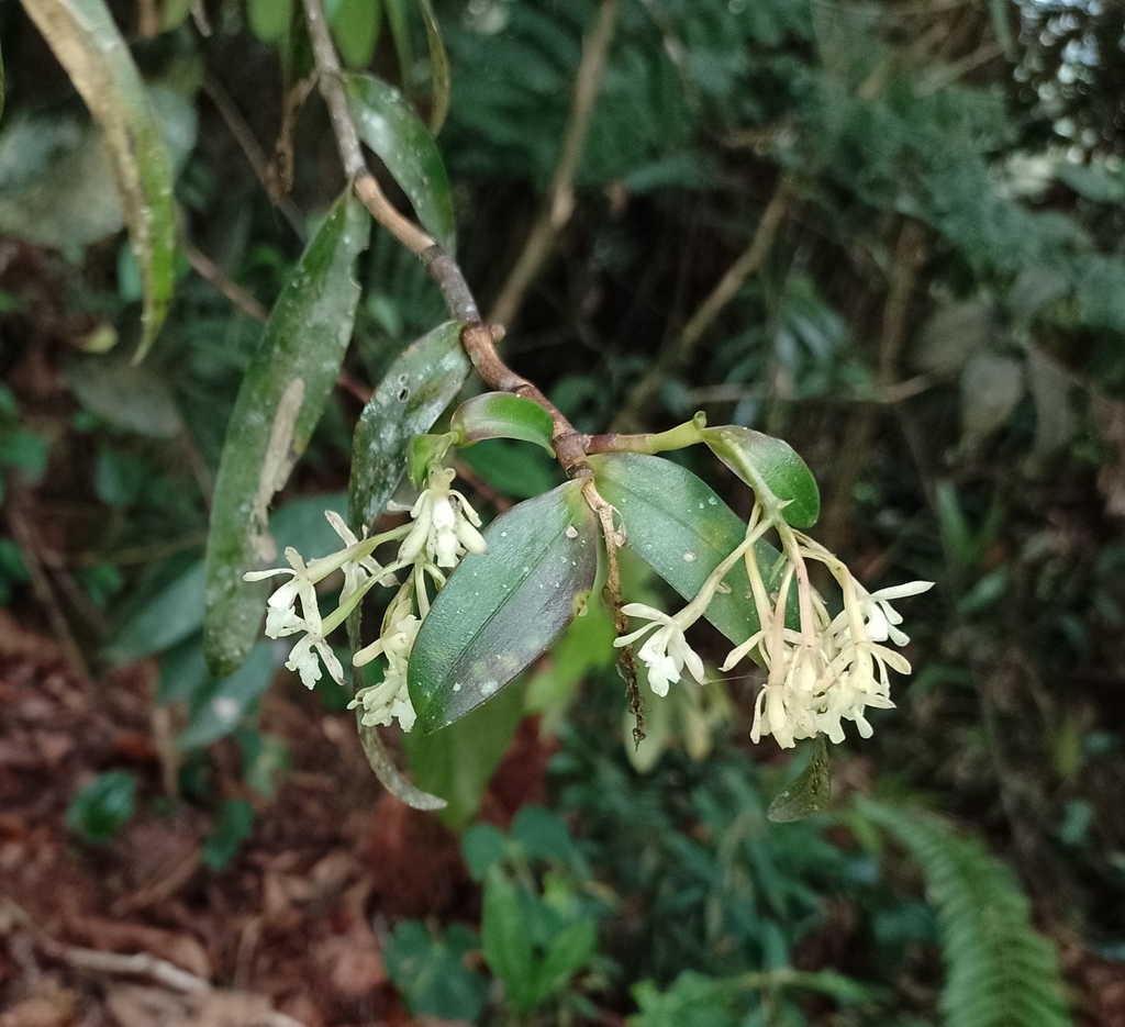 Epidendrum elatum C.Schweinf.