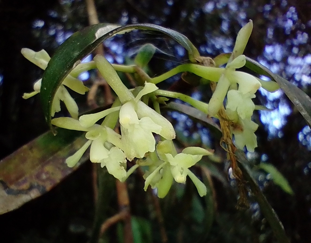Epidendrum elatum C.Schweinf. 2