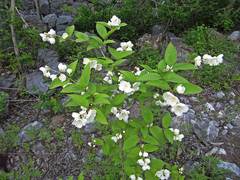 Philadelphus tenuifolius